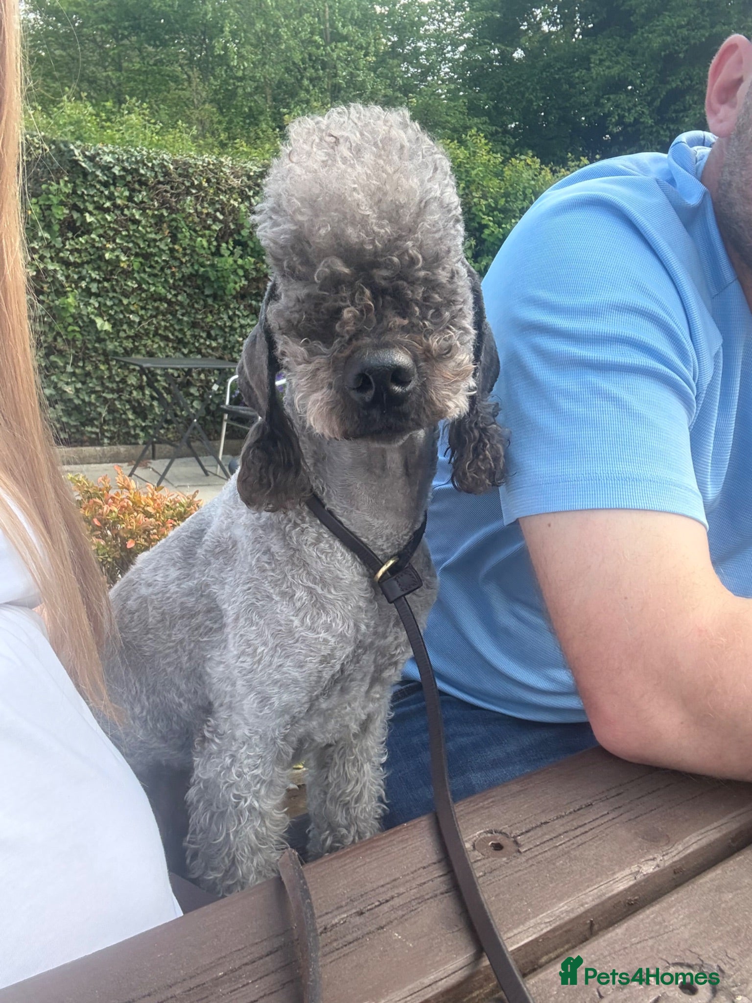 Bedlington Terrier dogs Bedlington terrier stud - Advert 1