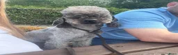 Bedlington Terrier dogs for stud: Bedlington terrier stud in Durham - Advert 1