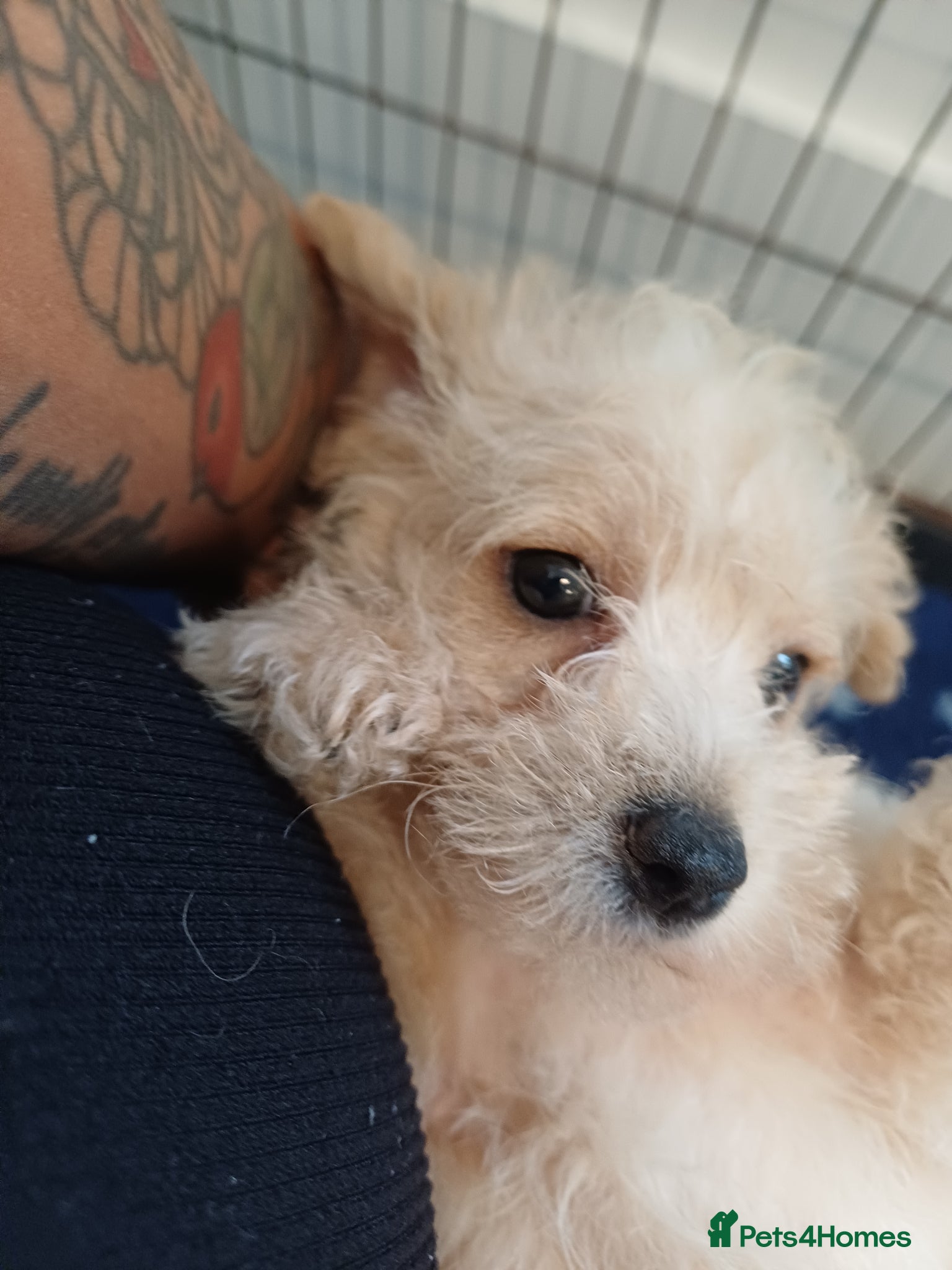 Schnoodle dogs for sale: Schnoodles 2x boy and 1x girl  in Bury Saint Edmunds - Advert 8