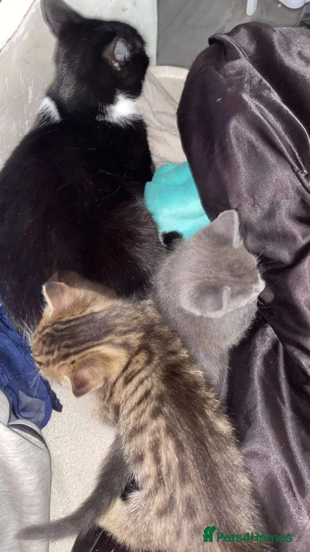 Mixed Breed cats for sale: 2 Gorgeous kittys🥰 - Advert 1