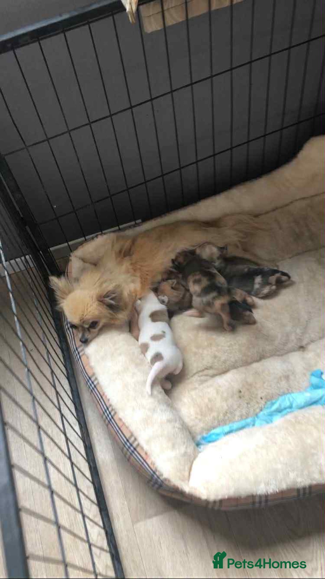 Chihuahua dogs for sale: Adorable chihuahua puppies ready now - Image 9