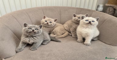 British Shorthair cats - Advert 7