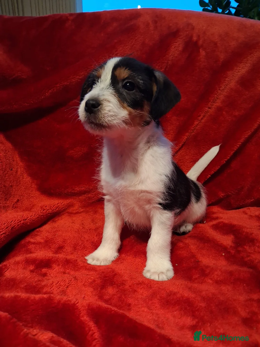 Jack Russell dogs for sale: Jack russel puppies  - Advert 5