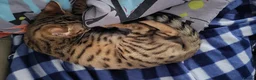 Mixed Breed cats for sale: Bengal and Savannah cross breed in Bournemouth - Advert 4