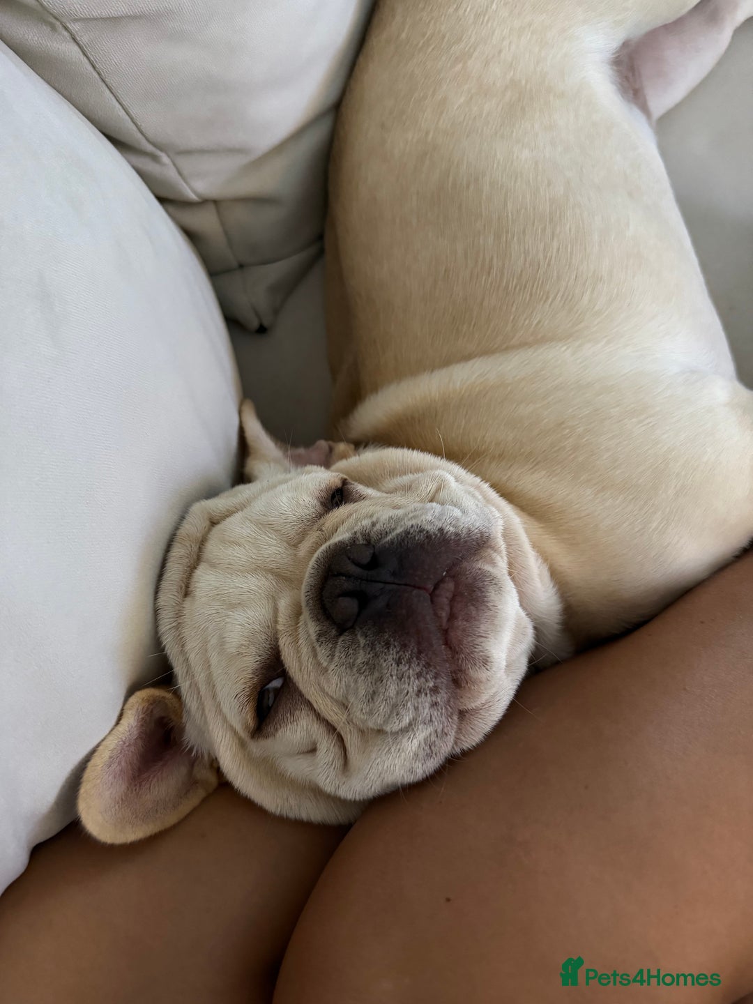French Bulldog dogs for sale: French BullDog Boy - 7 Months Old  - Advert 10