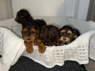 Cockapoo dogs Stunning cockapoo puppies - Advert 13