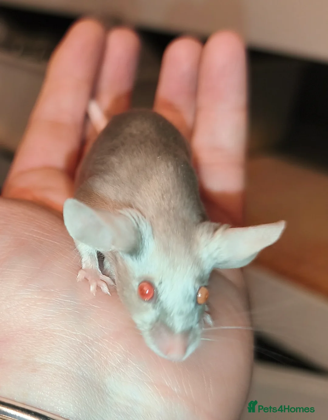 Mouse rodents for sale: Female mice in various colours - Advert 6