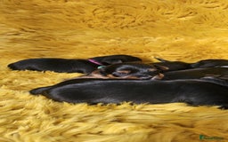 Yorkshire Terrier dogs for sale: Yorkshire Terrier puppies - Image 9