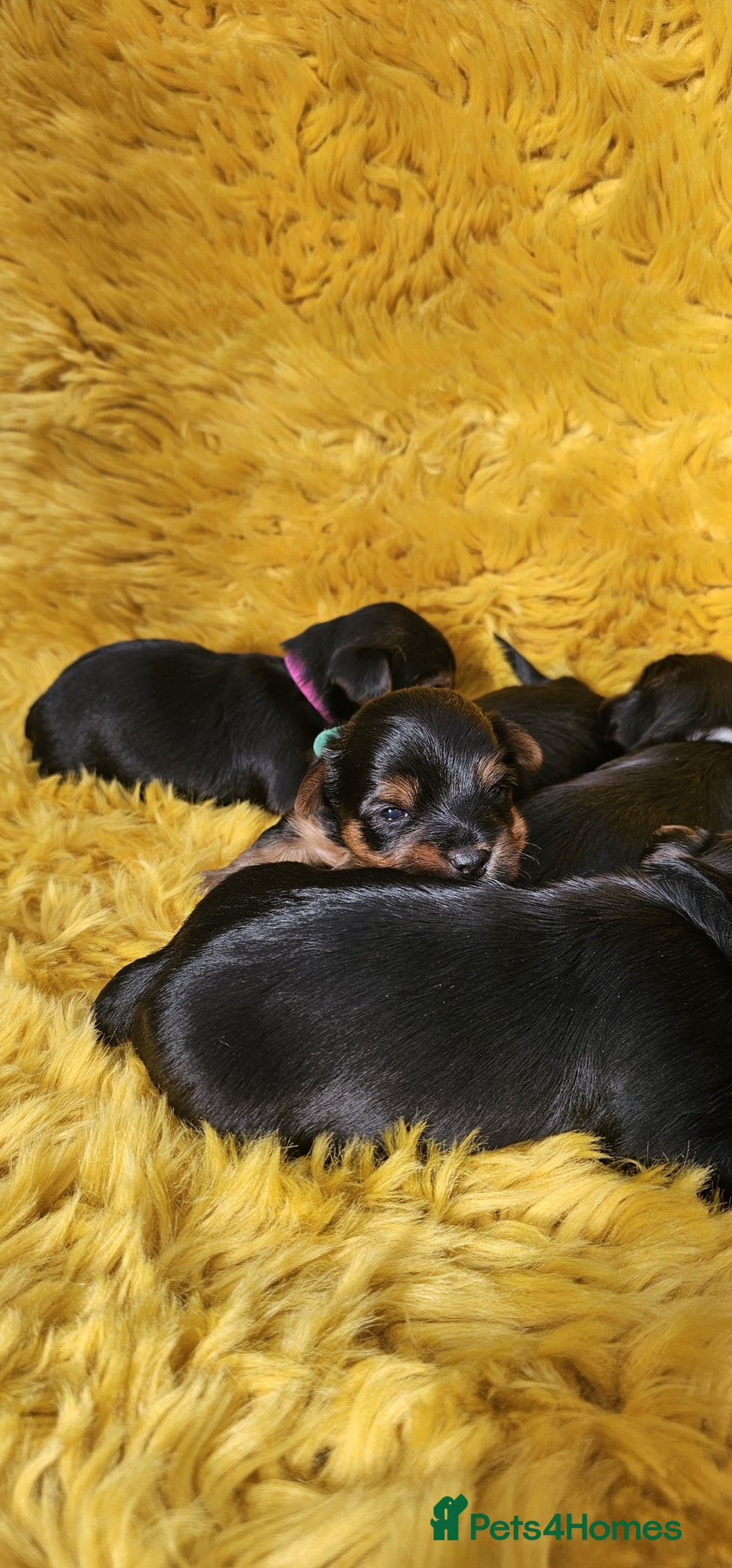 Yorkshire Terrier dogs for sale: Yorkshire Terrier puppies - Image 9