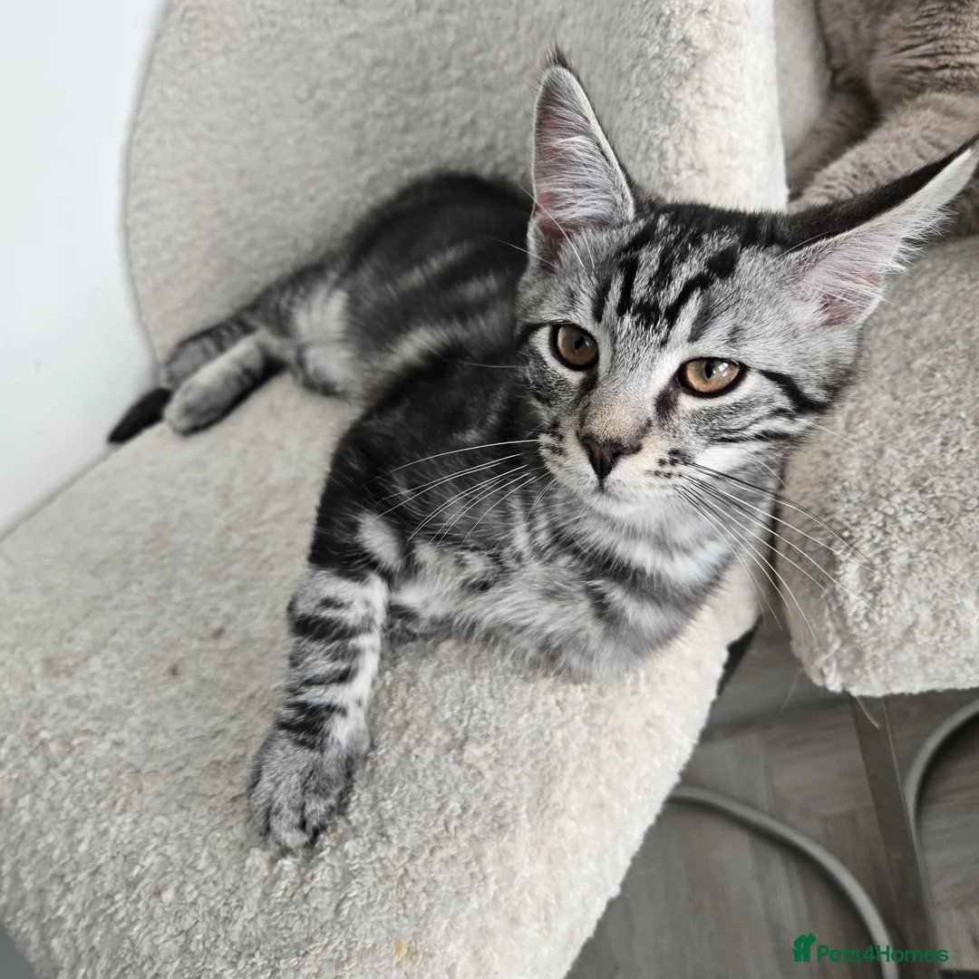 Maine Coon cats for sale: Maine coon x kittens - Advert 3