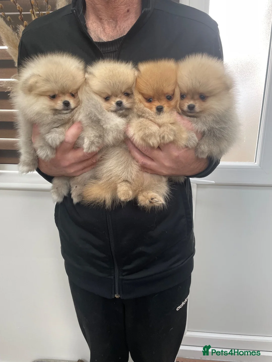 Pomeranian dogs for sale: KC mini Pomeranian  - Advert 2