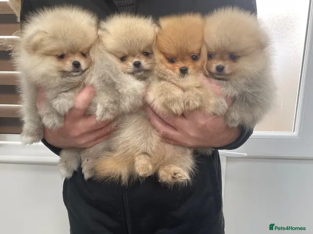 Pomeranian dogs for sale: KC mini Pomeranian - Advert 2
