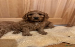 Cockapoo dogs for sale: Ready To Leave F1 Show miniature Cockapoos  - Image 31