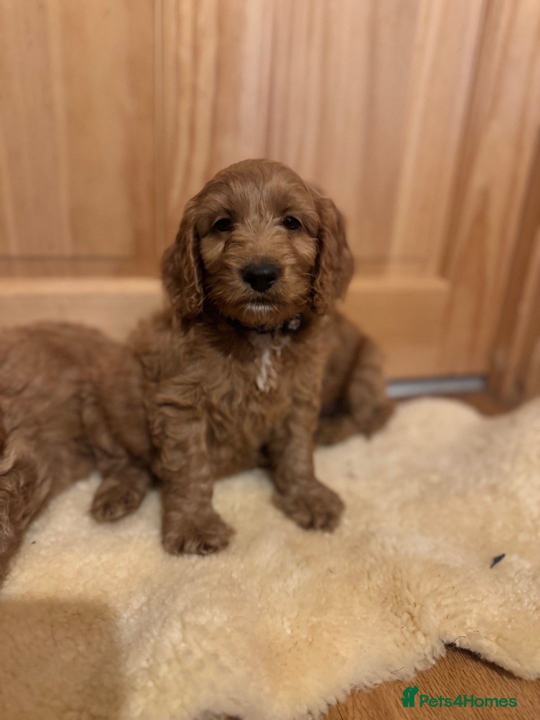 Cockapoo dogs for sale: Ready To Leave F1 Show miniature Cockapoos  - Image 31