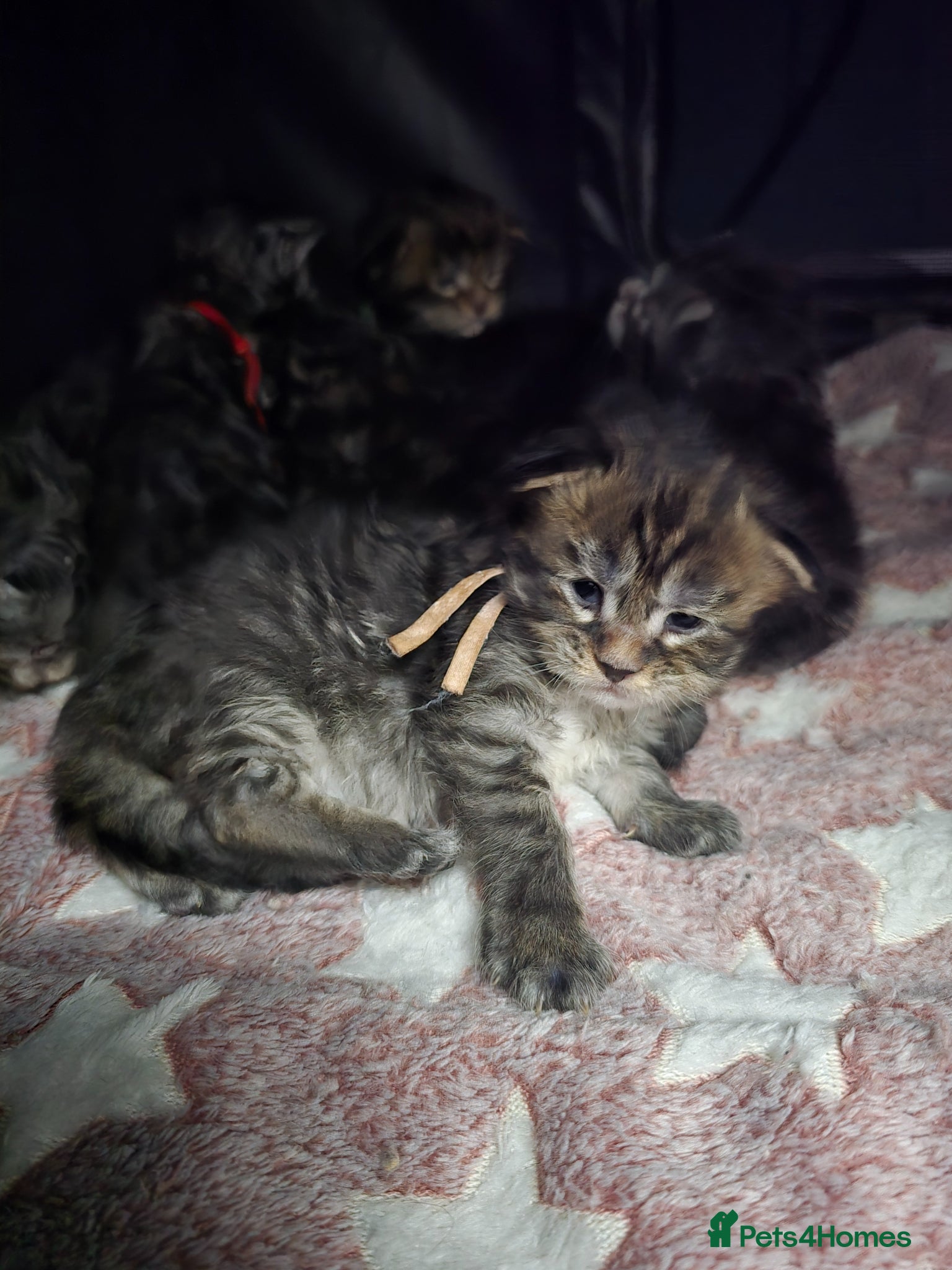 Maine Coon cats Stunning Chunky Registered Maine Coon Kittens - Advert 1