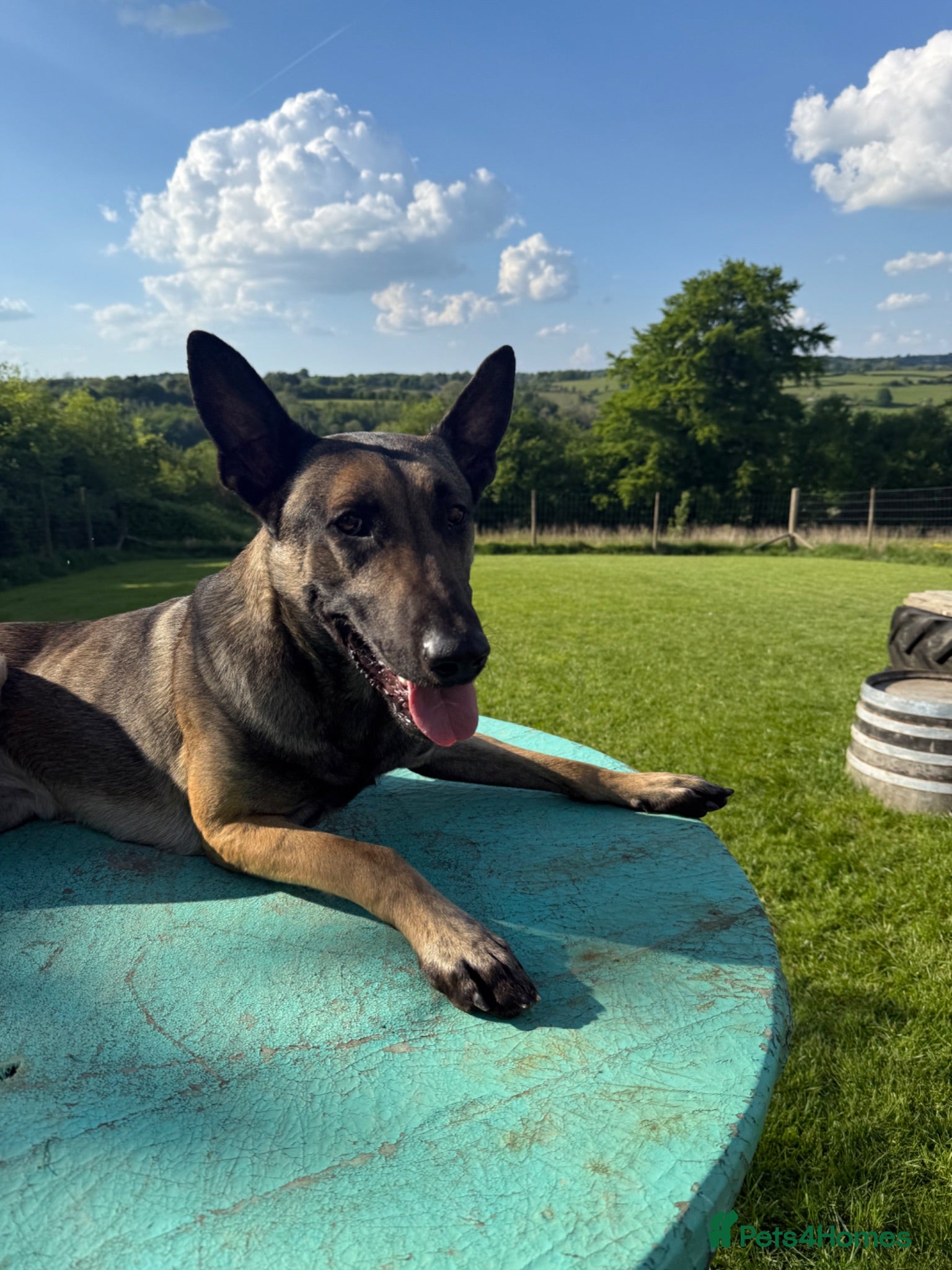 Belgian Shepherd Dog dogs Trained Malinois - Advert 12