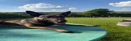 Belgian Shepherd Dog dogs for sale: Trained Malinois - Advert 1