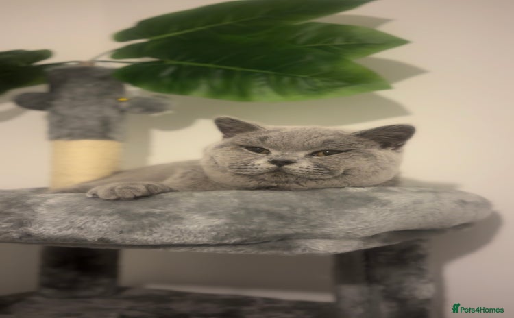 British Shorthair cats - Advert 7