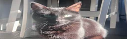Mixed Breed cats for sale: Playful Male Kitten - Advert 3