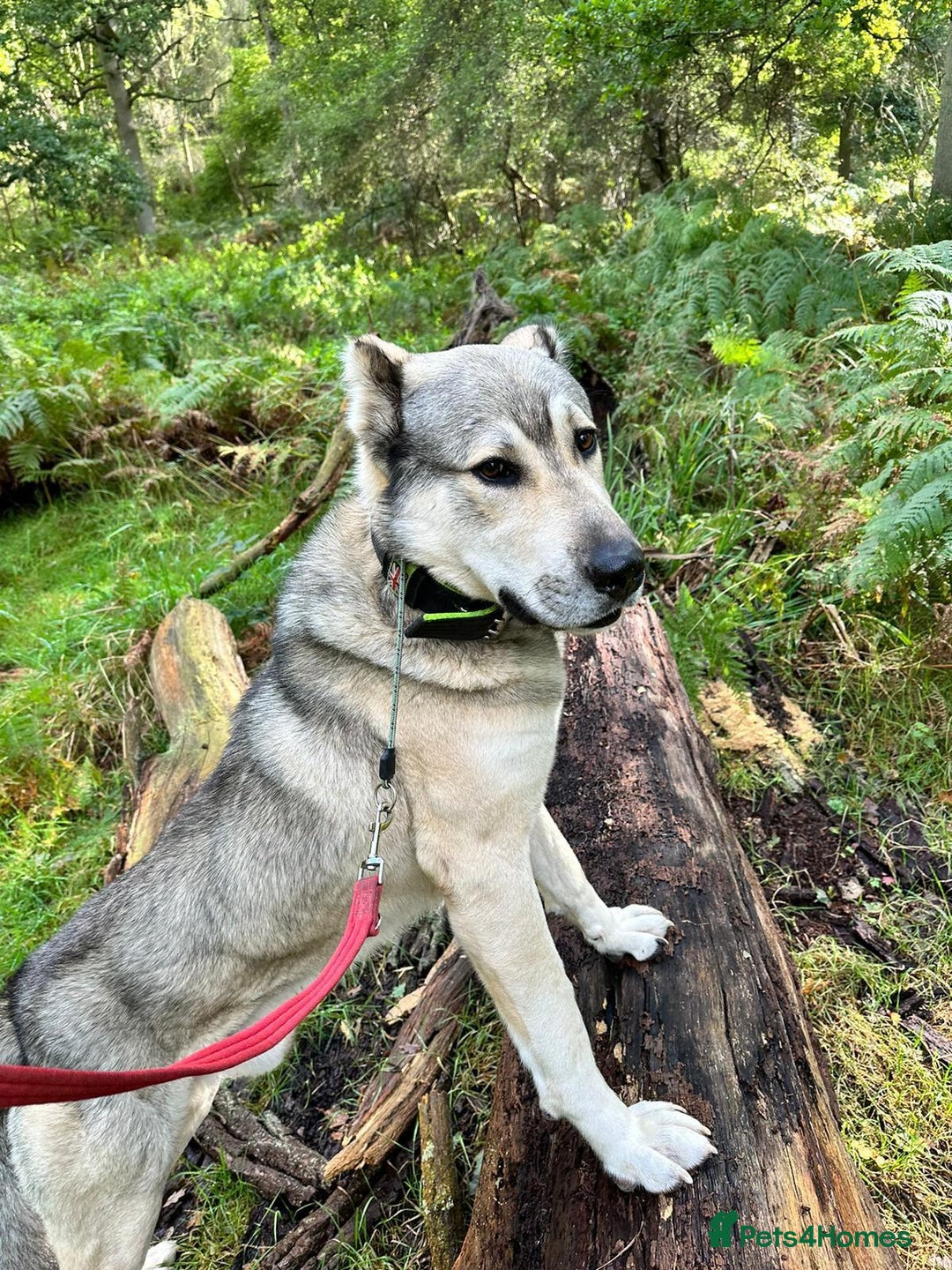 Mixed Breed dogs for sale: 🐾 Armenian Shepherd Security Dog - Meet Mango 🐾 - Image 1