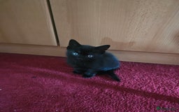 American Shorthair cats for sale: Kittens for sale  - Image 4