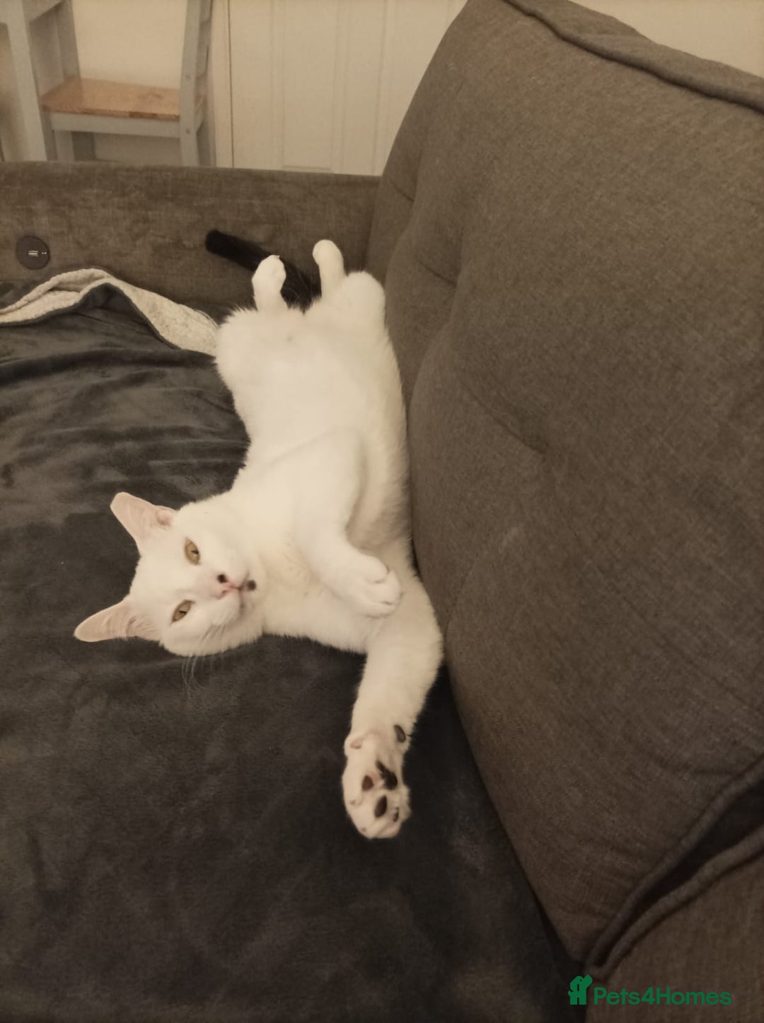 Mixed Breed cats for adoption: Confident Cuddlebug Who Loves dogs and to Chat! - Image 12