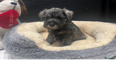 Schnoodle dogs - Advert 8