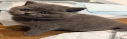 British Shorthair cats for sale: Pedigree British Shorthair Kittens - Advert 16