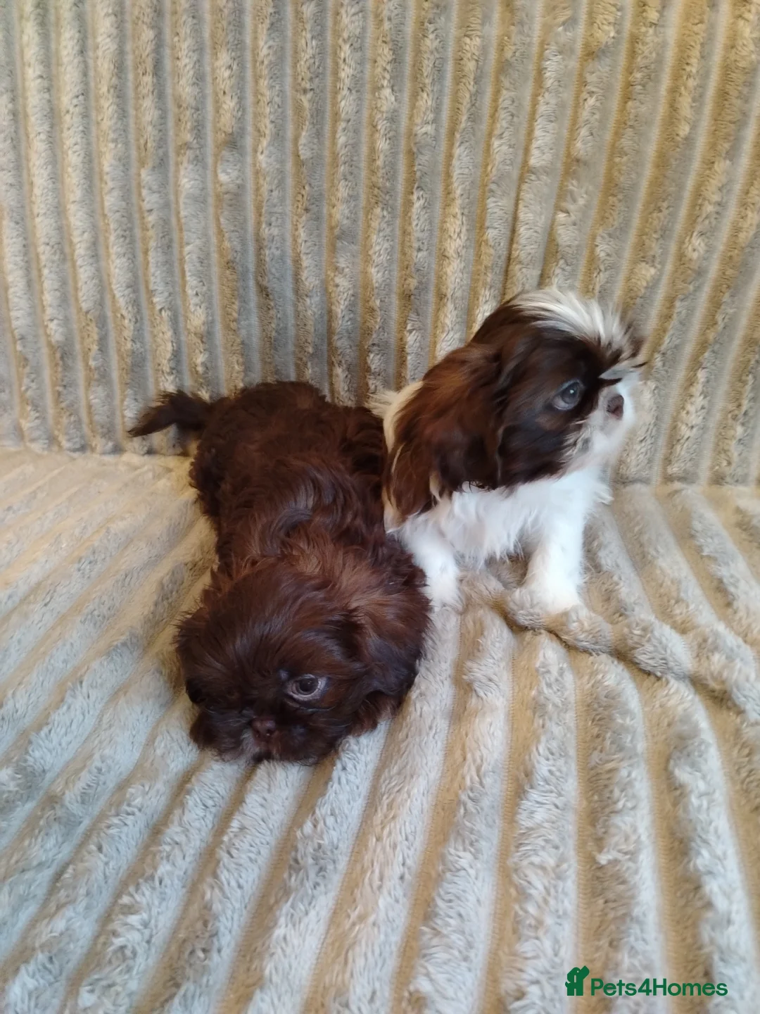 Shih Tzu dogs for sale: Beautiful imperial shih tzu babies  - Advert 6