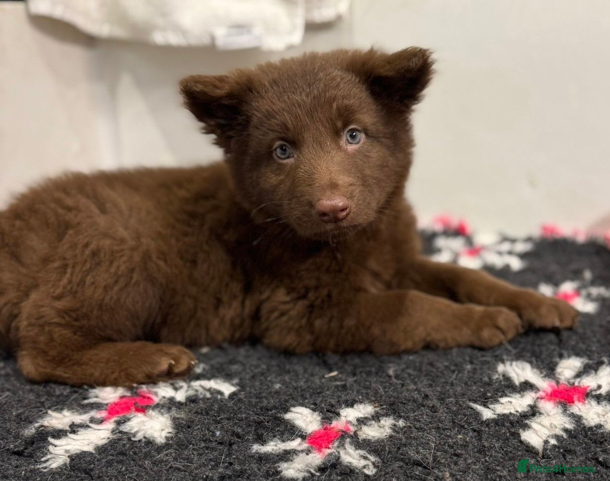 German Shepherd dogs Extensively Health Tested Puppies 🐾 - Advert 5