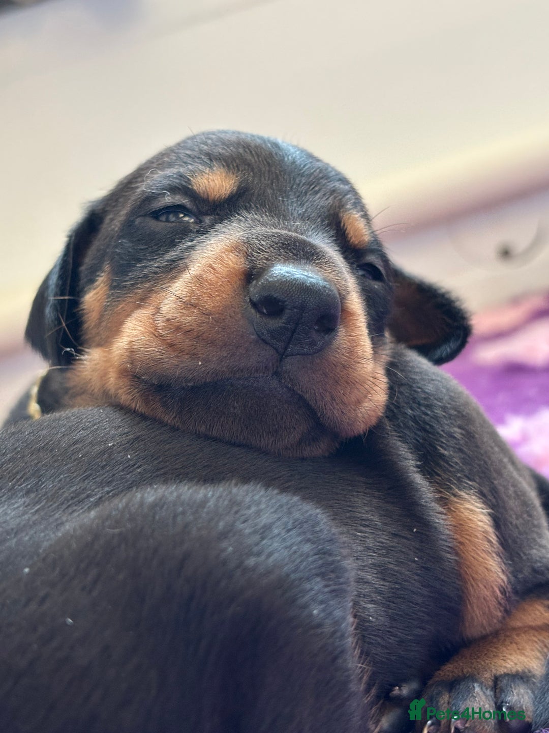Dobermann dogs for sale: KC reg dobermann puppies health tested parents  - Advert 5