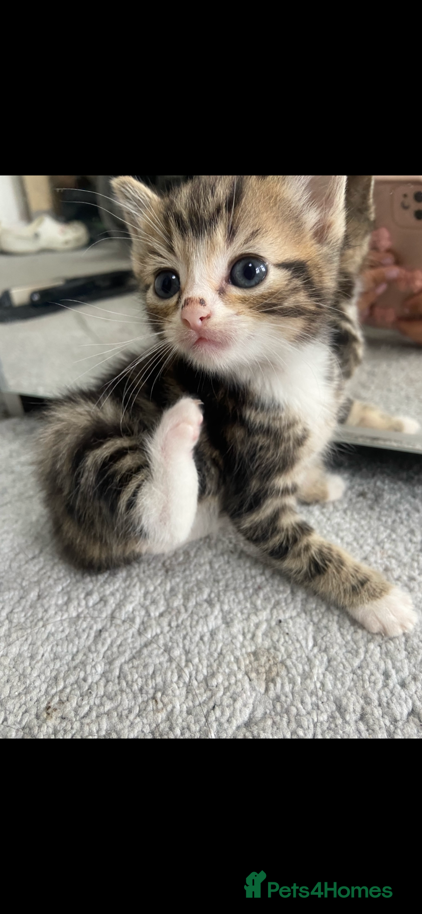 Mixed Breed cats 2 boys Gorgeous tabby/Rusian blu cross mix Kittens - Advert 6