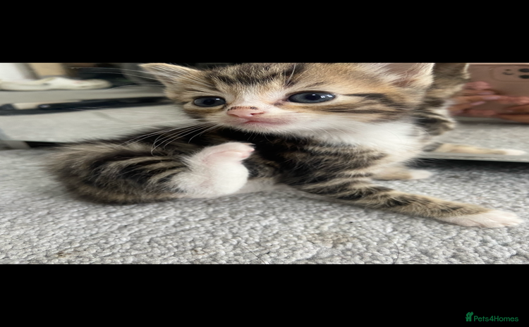 Mixed Breed cats - Advert 1