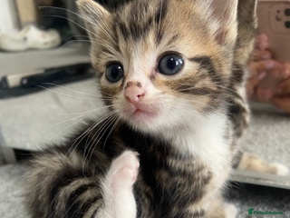 Mixed Breed cats - Advert 26