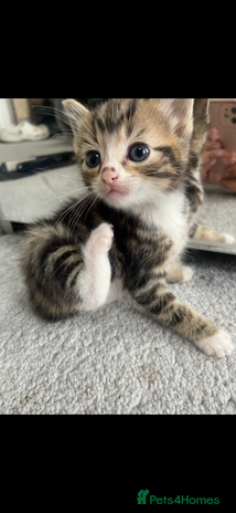 Mixed Breed cats - Advert 12