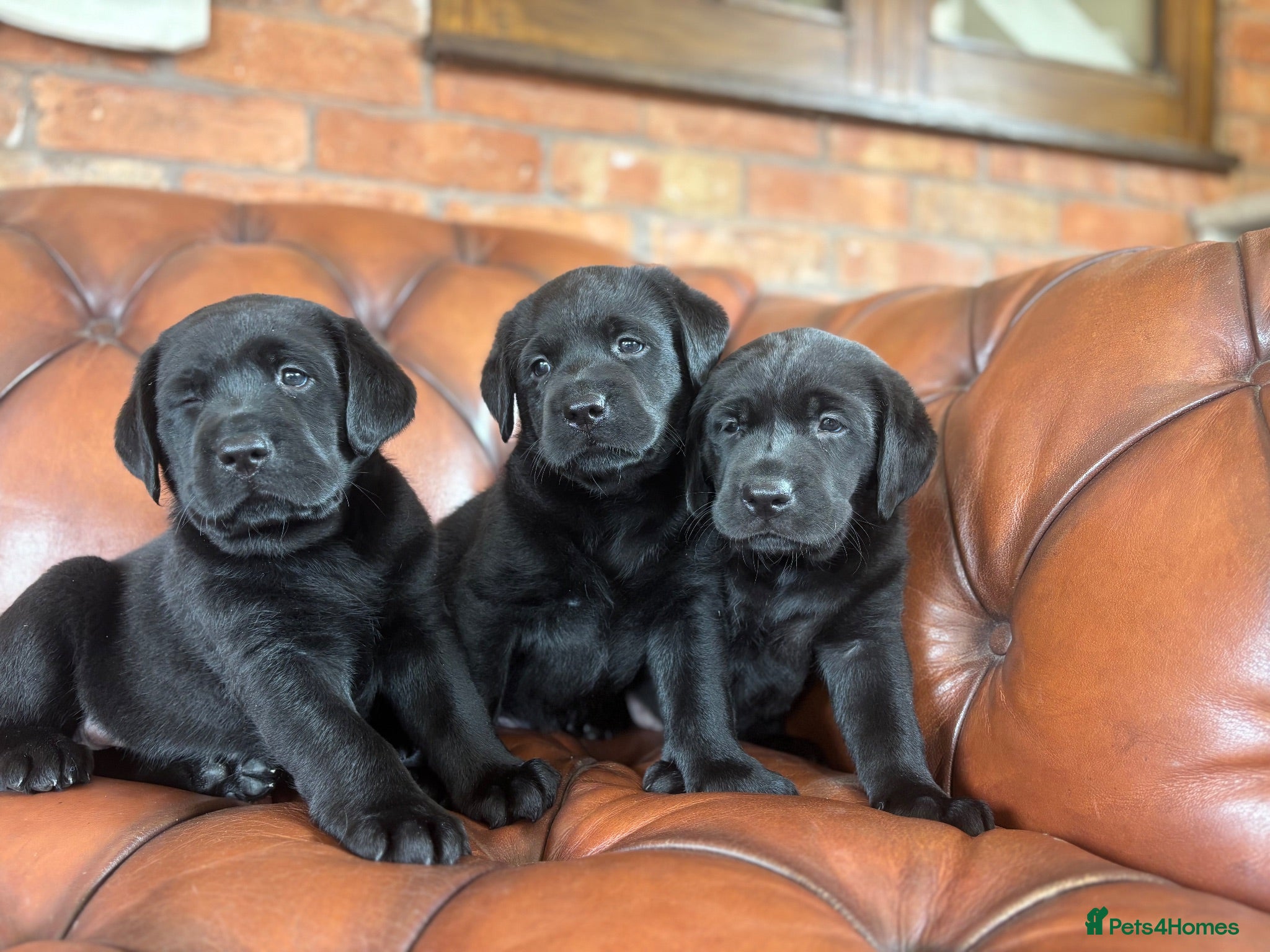 Labrador Retriever dogs Chunky show Labrador Puppies  - Advert 6