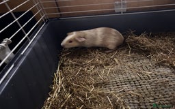 Guinea Pig rodents for sale: Female Guinea pigs for sale  - Image 7