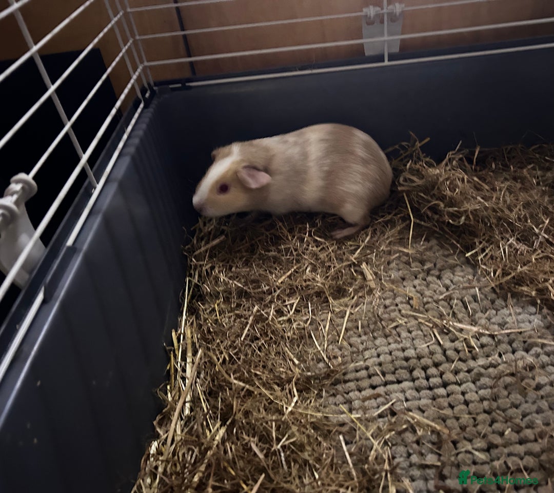Guinea Pig rodents for sale: Female Guinea pigs for sale  - Image 7