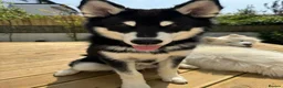 Utonagan dogs for sale: Crufts Line Husky x Malamute - Health tested 🐾 - Advert 9