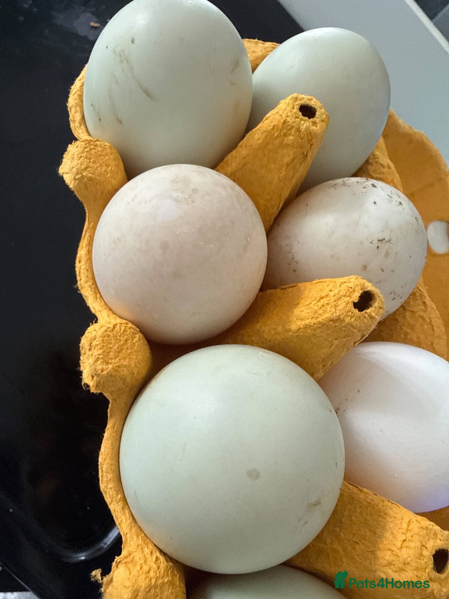 Mixed Breed poultry for sale: Adult Ducks - Advert 4