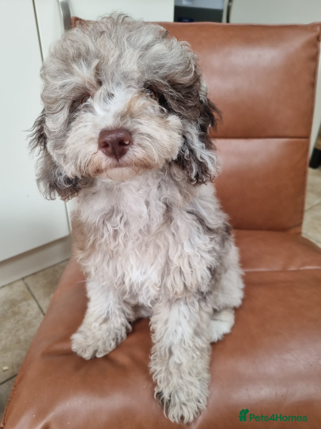 Toy Poodle dogs for sale: Stunning chocolate merle toy poodle girl! 16 weeks - Image 18
