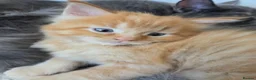 Maine Coon cats for sale: Gorgeous Playful Maine Coon x Ragdoll Mix Kittens - Advert 33