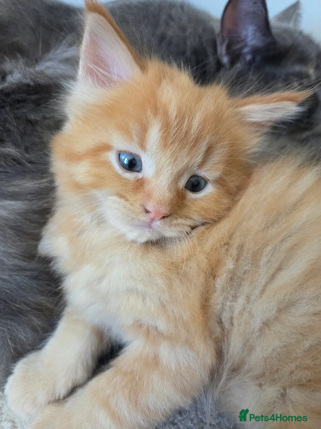 Maine Coon cats for sale: Gorgeous Playful Maine Coon x Ragdoll Mix Kittens - Advert 33
