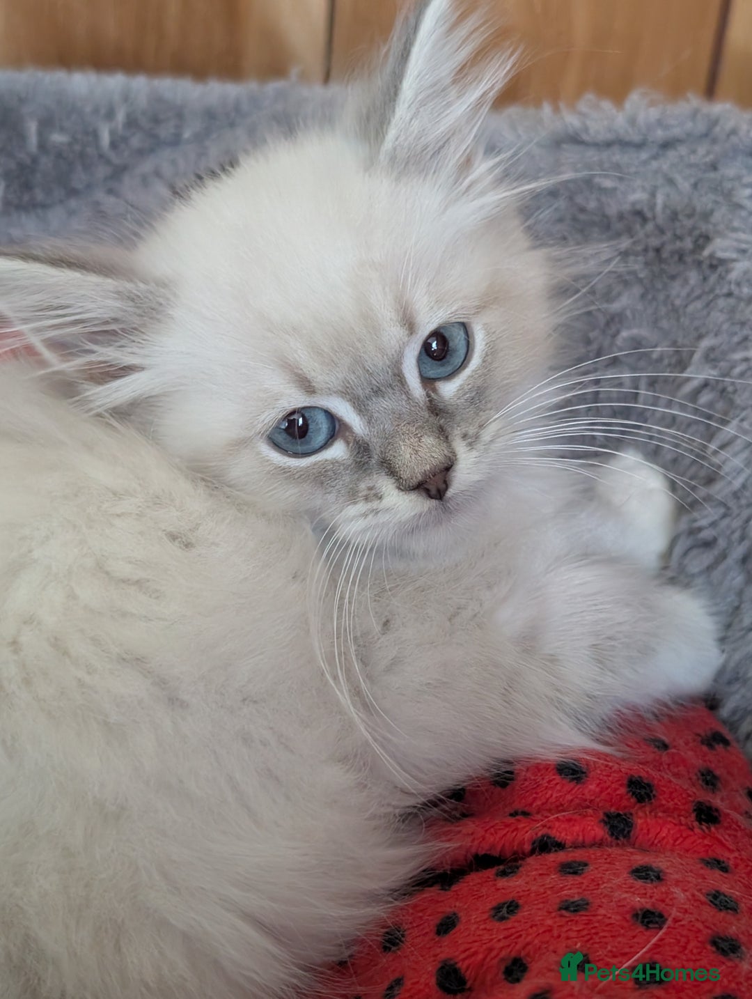 Siberian cats for sale: Kitty Neva Masguerade  - Image 3