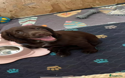 Cocker Spaniel dogs for sale: 🏆 KC Reg Working Cocker Spaniels – FTCH Line 🐾 - Image 4