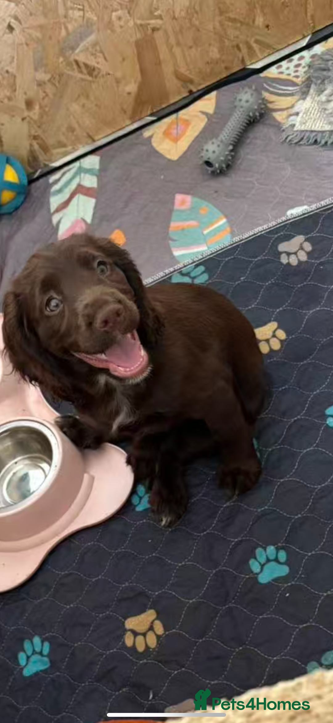 Cocker Spaniel dogs for sale: 🏆 KC Reg Working Cocker Spaniels – FTCH Line 🐾 - Image 4
