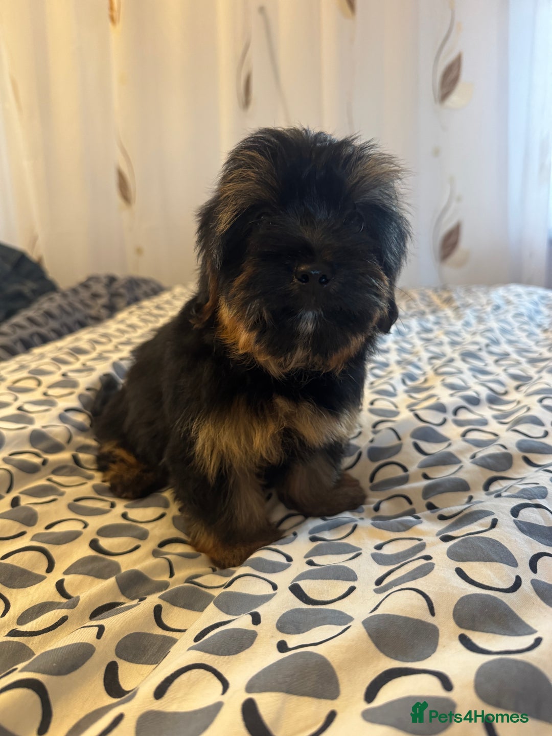 Yorkshire Terrier dogs for sale: Puppies for sale  - Image 11