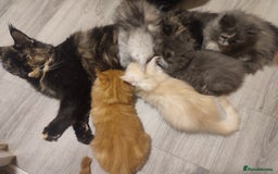 Maine Coon cats for sale: Main Coon kittens for sale  - Advert 15