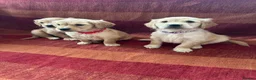 Golden Retriever dogs for sale: Kc registered golden retriever puppies  - Advert 7