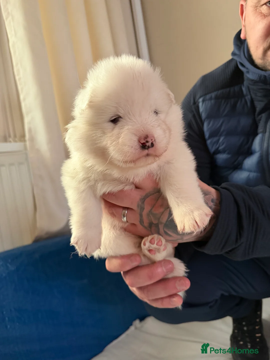 Samoyed dogs for sale: Beautiful samoyed pups  - Advert 8
